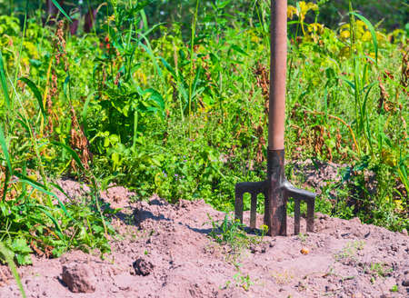 Old village Farmers Pitchfork standing upright in the dirt, soil, green grass plantsの写真素材