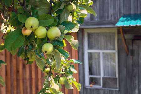 Apple tree branch with apples harvest, rustic wooden house, window, on the windowsill red appleの写真素材