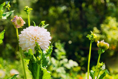 Autumn Flowers Blooming white chrysanthemum, white chrysanthemum buds, green natureの写真素材