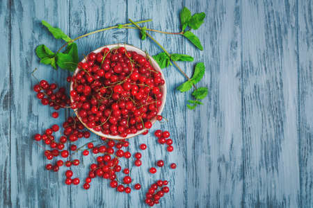 Ripe red currant berries in white bowl, redcurrants on blue wooden table, sprigs of mint, red currant on branches, top viewの写真素材