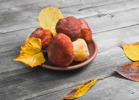 White Mushrooms Cep Boletus over ceramic bowl, Wooden gray Background. Autumn Cep white porcini mushrooms picking. Yellow autumn leaves.の写真素材