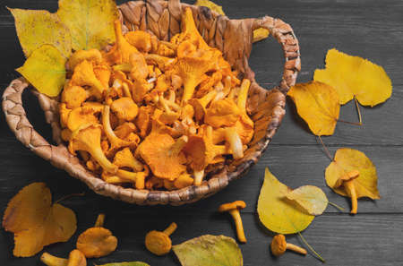Raw Wild Chanterelle Mushrooms in wicker basket on  dark gray wooden background, on table few Chanterelle Mushrooms, yellow autumn leavesの写真素材