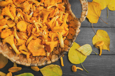 Raw Wild Chanterelle Mushrooms in wicker basket on  dark gray wooden background, on table few Chanterelle Mushrooms, yellow autumn leaves. Top viewの写真素材