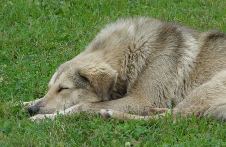 Dog on Green Grass 02