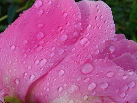 Purple pion with drops of morning dew 04の写真素材