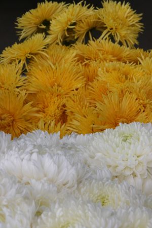 detailed close-up background of vivid fresh flowers