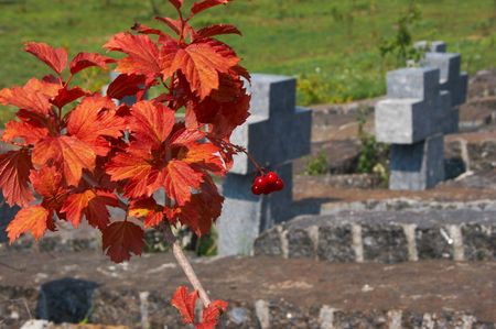 autumn red leaves over alone stone cross in ancient cemetery
