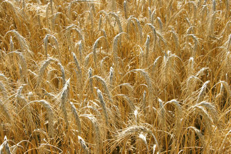 Wide yellow wheat field textured backgroundの写真素材