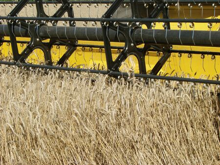 wheat field harvesting with agricultural machinery の写真素材