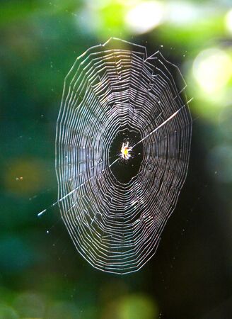Spider web on summer morningの写真素材