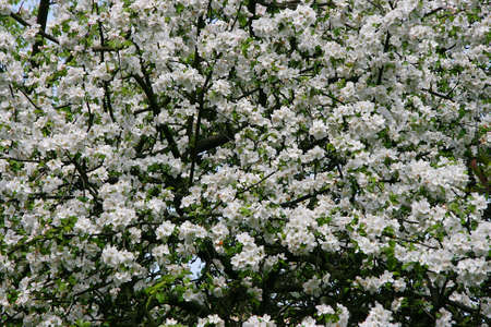 Background of spring blossoming cherry treeの写真素材