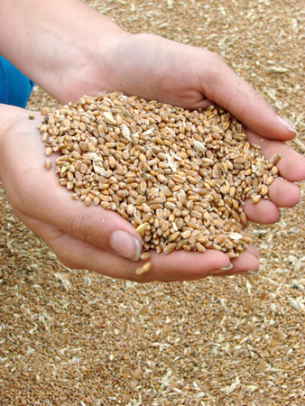 Female hands holding handful of dry yellow wheat at wheat cropの写真素材
