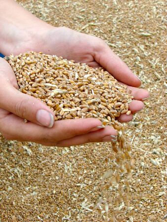 Female hands holding handful of dry yellow wheat at wheat cropの写真素材