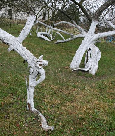 Marvelous ancient 200 years old  orchard-colony of 15 intricately curved trees in Krolevetz, Ukraineの写真素材