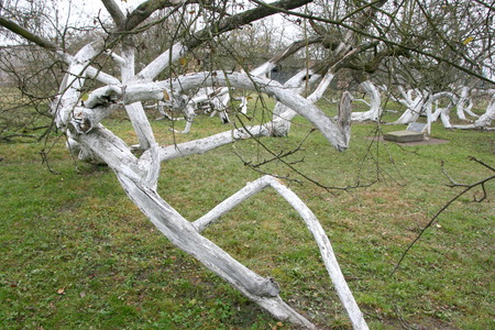 Marvelous ancient 200 years old  orchard-colony of 15 intricately curved trees in Krolevetz, Ukraineの写真素材