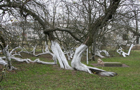 Marvelous ancient 200 years old  orchard-colony of 15 intricately curved trees in Krolevetz, Ukraineの写真素材