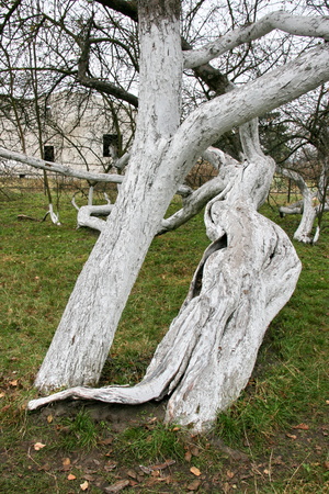 Marvelous ancient 200 years old  orchard-colony of 15 intricately curved trees in Krolevetz, Ukraineの写真素材
