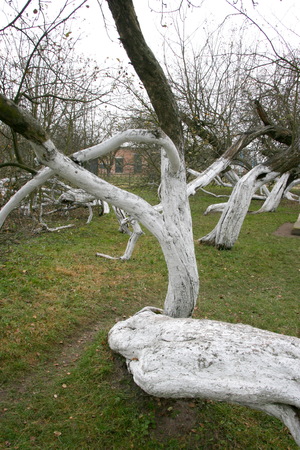 Marvelous ancient 200 years old  orchard-colony of 15 intricately curved trees in Krolevetz, Ukraineの写真素材