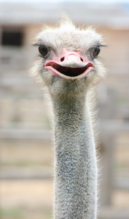 African ostrich funny faceの写真素材