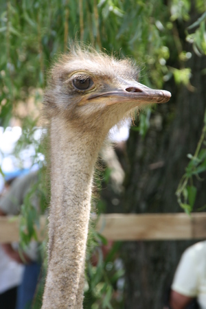 African ostrich funny faceの写真素材