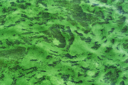 Green dirty water. Water body natural pollution.