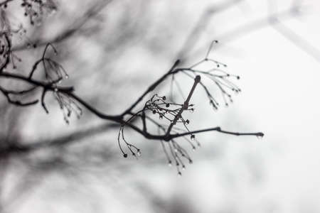 Water drops on a branch