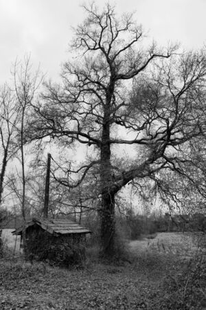 The old tree and the hutの写真素材