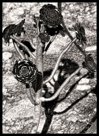 Desert flower in black and whiteの写真素材