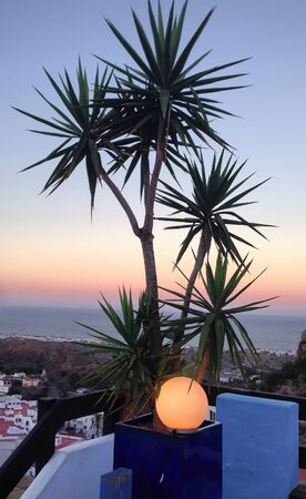 A tree in the heart of sunsetの写真素材
