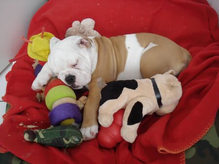 The english bulldog resting bundled up in her blancket on her bedの写真素材