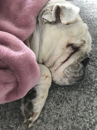 The english bulldog resting bundled up in her blancket on the carpetの写真素材