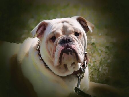 Portrait of an english bulldogの写真素材