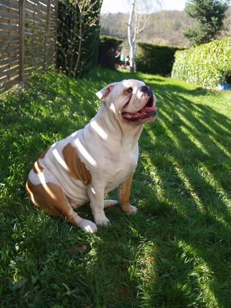 An english bulldog sitting in the grassの写真素材