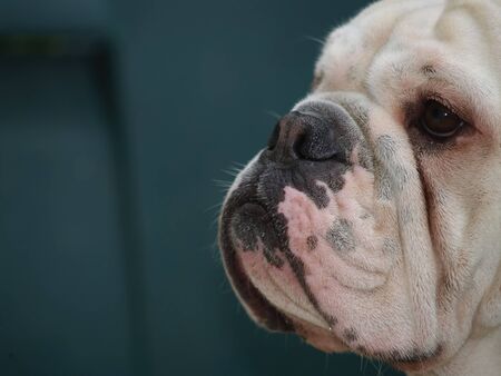 Profile portrait close up of an english Bulldog in natureの写真素材