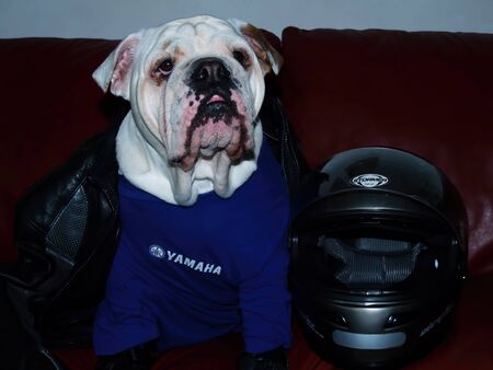 An english bulldog disguised as a bikerの写真素材