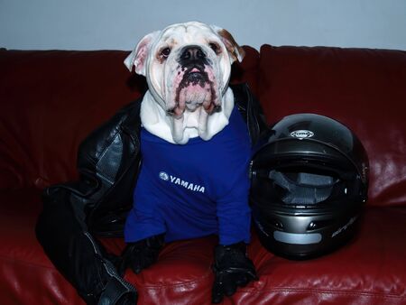 An english bulldog disguised as a bikerの写真素材