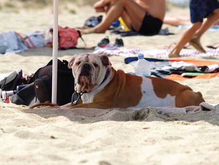 The english bulldog in the beachの写真素材