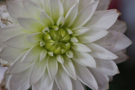 Close up of white dahlia heartの写真素材