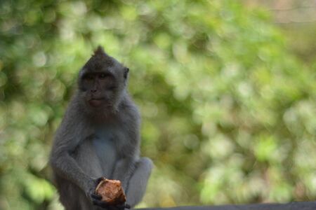 Monkey resting in the monkey forest, Baliの写真素材