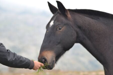 Horse in the wild landscapeの写真素材