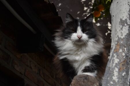Fluffy cats posing we all loveの写真素材