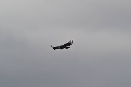 Majesty flight of a condor andino