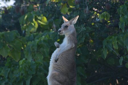 Flora and fauna as i see the worldの写真素材
