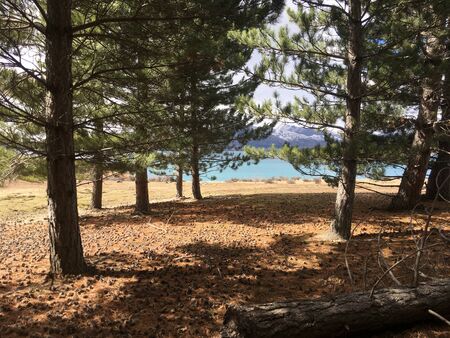Blue Lakefront viewed from the forestの写真素材