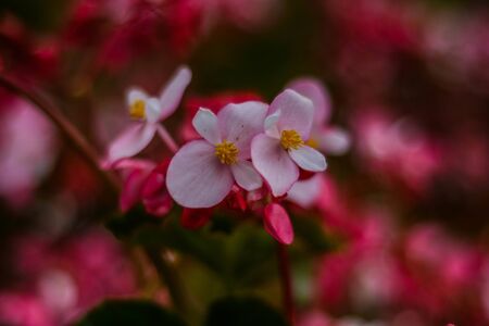 Flora and fauna as i see the worldの写真素材