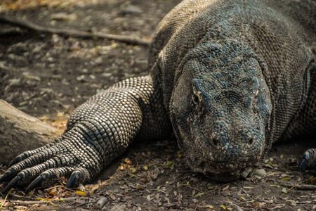 Flora and fauna as i see the worldの写真素材