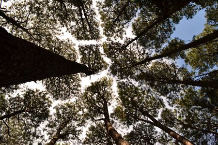 Looking up through the treesの写真素材