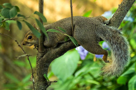 Relaxing Squirrelの写真素材
