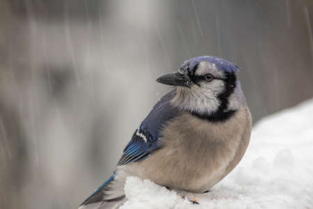Blue Jay in the Snowfallの写真素材