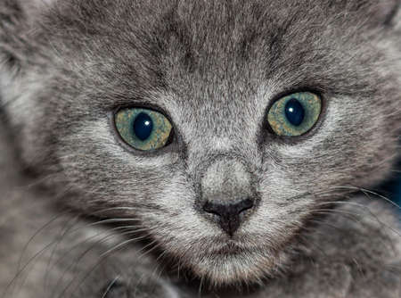 Gray Kitten Closeup